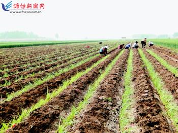 服务农业生产 繁荣农村经济 带领农民致富--潍